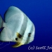 batfish_longfin_jk_h_0705_png0750.jpg